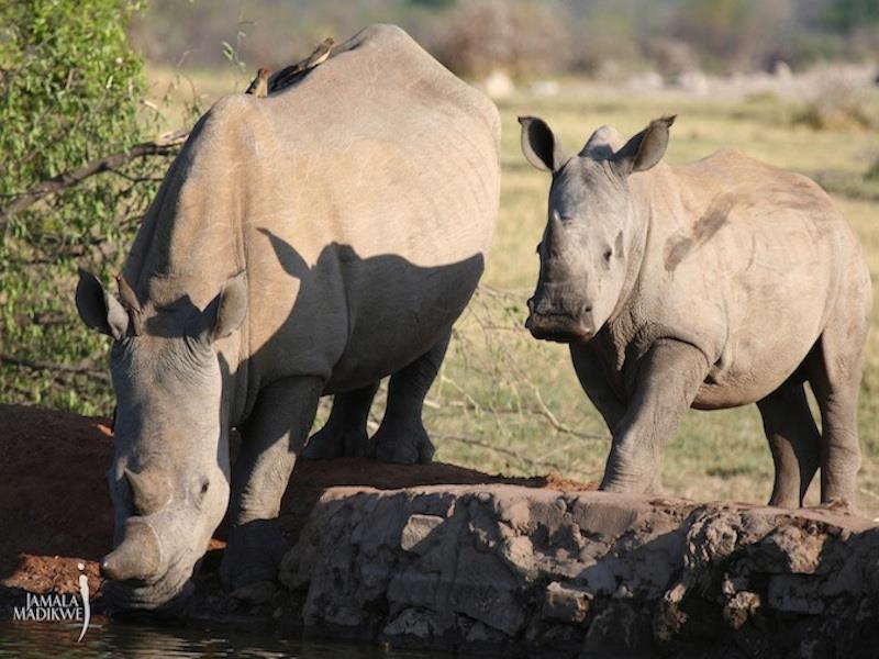 Jamala Madikwe Royal Safari Lodge Mochudi Dış mekan fotoğraf
