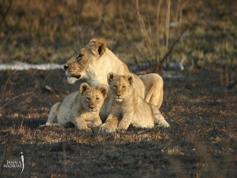 Jamala Madikwe Royal Safari Lodge Mochudi Dış mekan fotoğraf